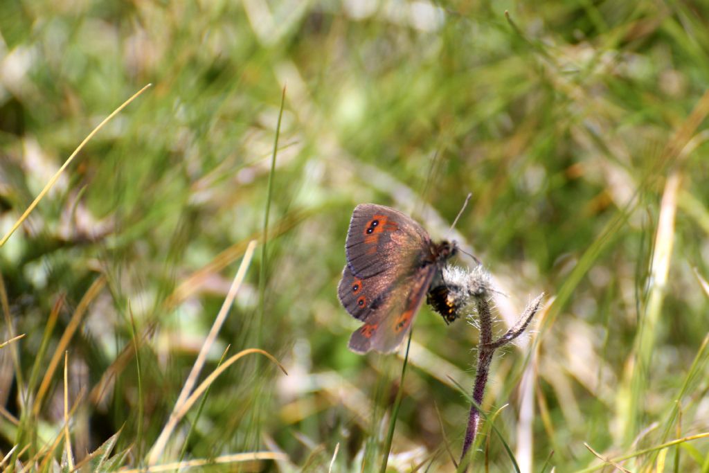 Erebia montana ed Erebia dromus/cassioides